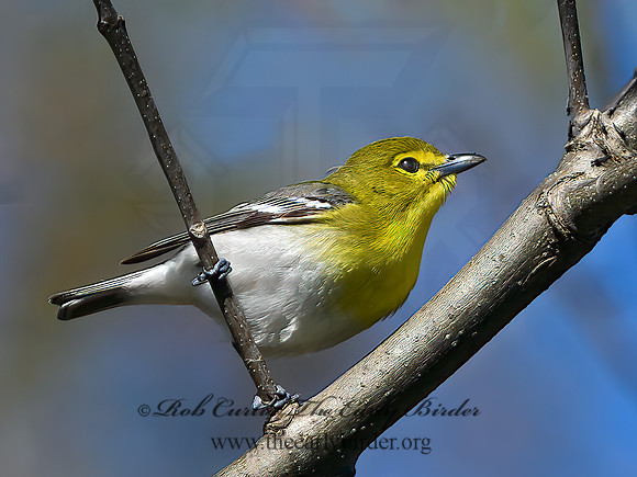 Vireo flavifrons  YELLOW-THROATED VIREO 1301843z