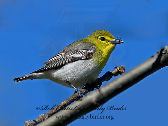 Vireo flavifrons  YELLOW-THROATED VIREO 1301860z