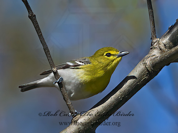 Vireo flavifrons  YELLOW-THROATED VIREO 1301845z