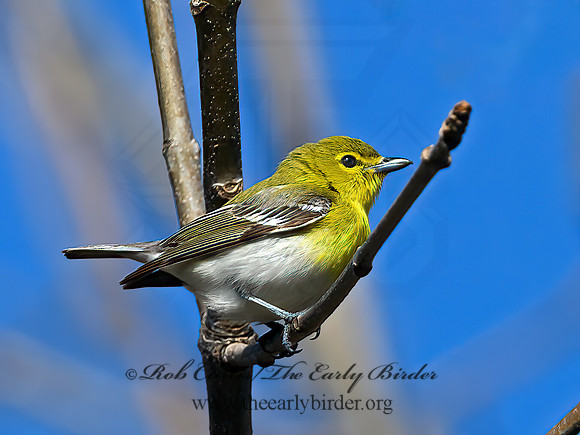 Vireo flavifrons  YELLOW-THROATED VIREO 1302081z