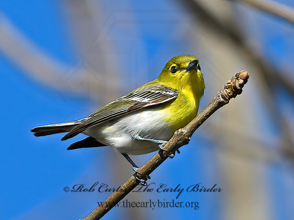 Vireo flavifrons  YELLOW-THROATED VIREO 1302084z