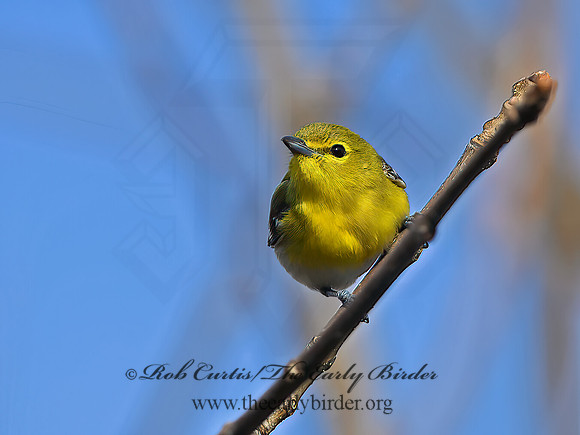 Vireo flavifrons  YELLOW-THROATED VIREO 1302003z