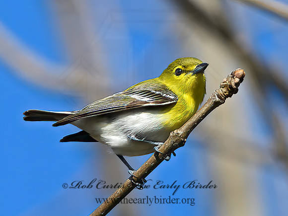 Vireo flavifrons  YELLOW-THROATED VIREO 1302083z