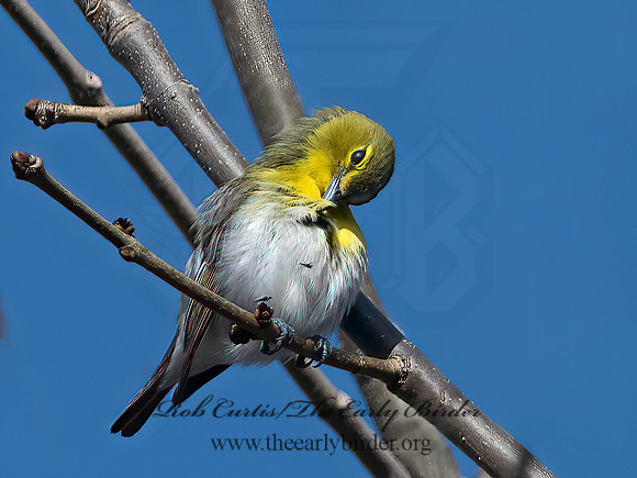 Vireo flavifrons  YELLOW-THROATED VIREO 1302048z