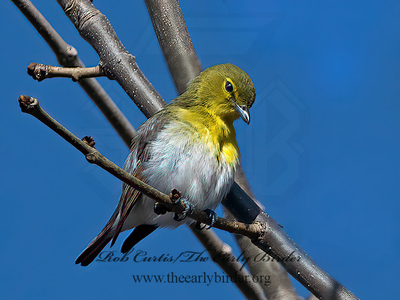 Vireo flavifrons  YELLOW-THROATED VIREO 1302055z