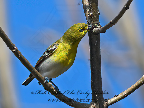 Vireo flavifrons  YELLOW-THROATED VIREO 1302075z