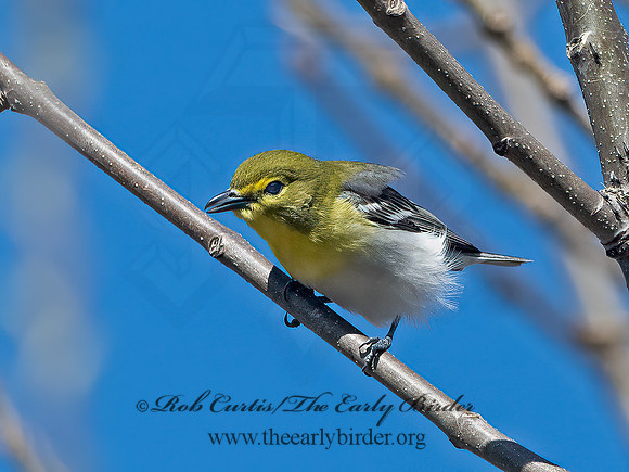 Vireo flavifrons  YELLOW-THROATED VIREO 1301830z
