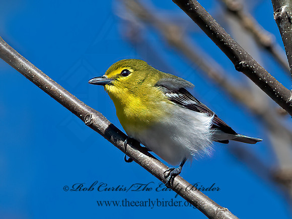 Vireo flavifrons  YELLOW-THROATED VIREO 1301831z