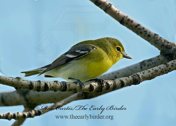 Vireo flavifrons  YELLOW-THROATED VIREO 6003937z