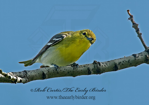 Vireo flavifrons  YELLOW-THROATED VIREO 6003941z