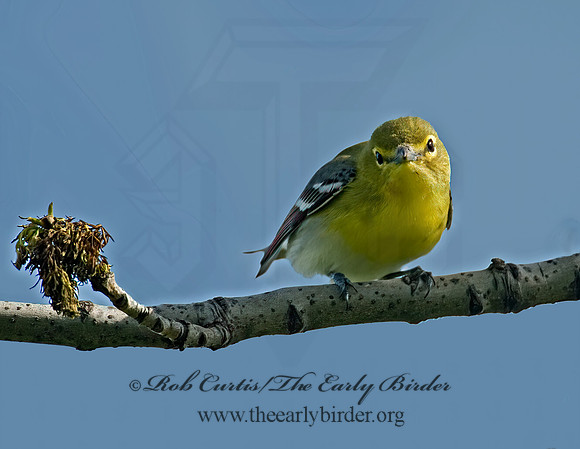 Vireo flavifrons  YELLOW-THROATED VIREO 6003943z