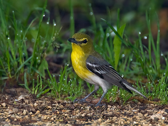 Vireo flavifrons  YELLOW-THROATED VIREO 6006713z
