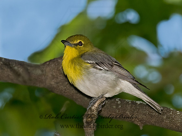 Vireo flavifrons  YELLOW-THROATED VIREO 6006810z