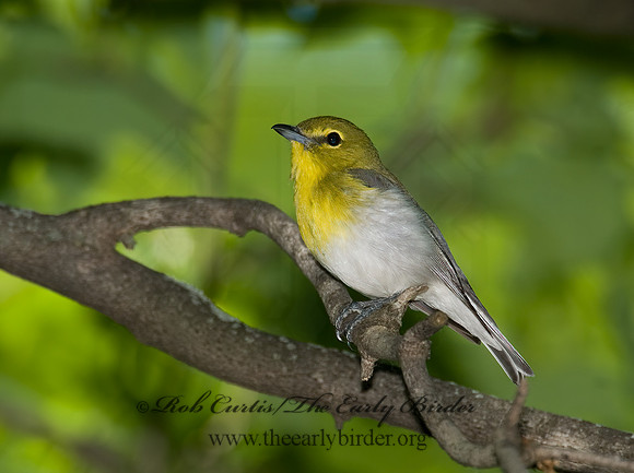 Vireo flavifrons  YELLOW-THROATED VIREO 6006813z