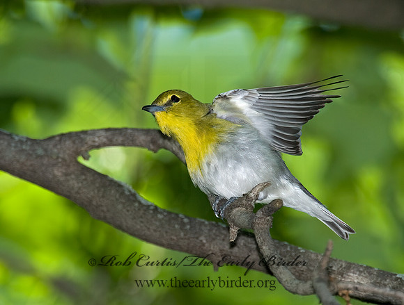 Vireo flavifrons  YELLOW-THROATED VIREO 6006814z