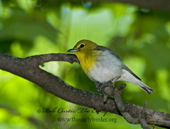 Vireo flavifrons  YELLOW-THROATED VIREO 6006816z