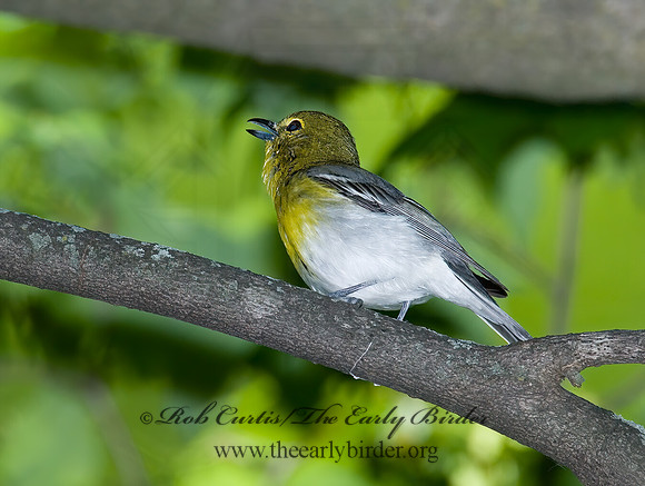 Vireo flavifrons  YELLOW-THROATED VIREO 6006821z