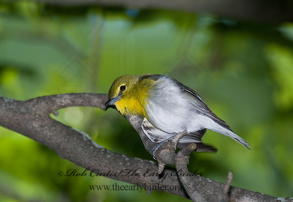 Vireo flavifrons  YELLOW-THROATED VIREO 6006817z