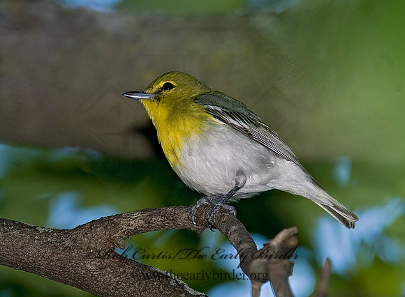 Vireo flavifrons  YELLOW-THROATED VIREO 6006830z