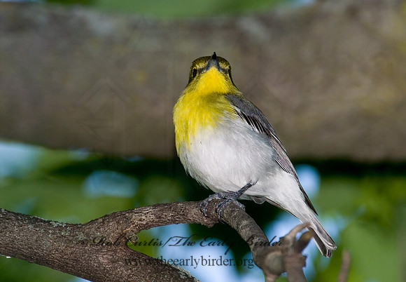 Vireo flavifrons  YELLOW-THROATED VIREO 6006836z