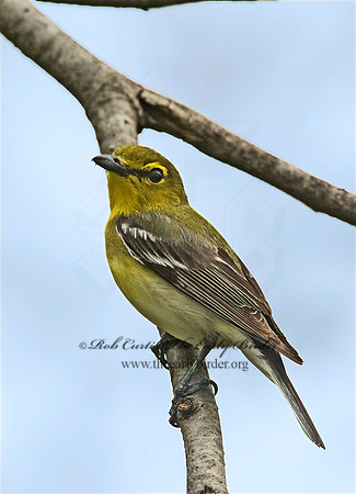 Vireo flavifrons  YELLOW-THROATED VIREO 8012821z