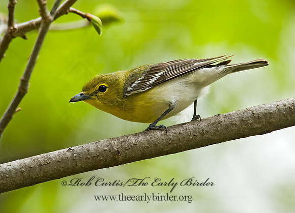 Vireo flavifrons  YELLOW-THROATED VIREO 8012829z