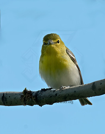 Vireo flavifrons  YELLOW-THROATED VIREO 6003927z