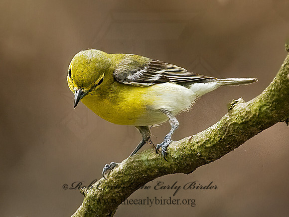 Vireo flavifrons  YELLOW-THROATED VIREO 8012831z