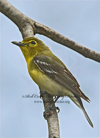 Vireo flavifrons  YELLOW-THROATED VIREO 8012825z