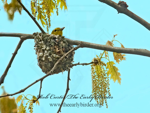 Vireo flavifrons  YELLOW-THROATED VIREO 8012848z