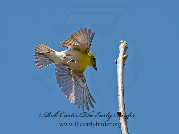 Vireo flavifrons  YELLOW-THROATED VIREO 9063093z