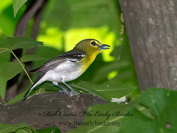 Vireo flavifrons  YELLOW-THROATED VIREO 9023071z