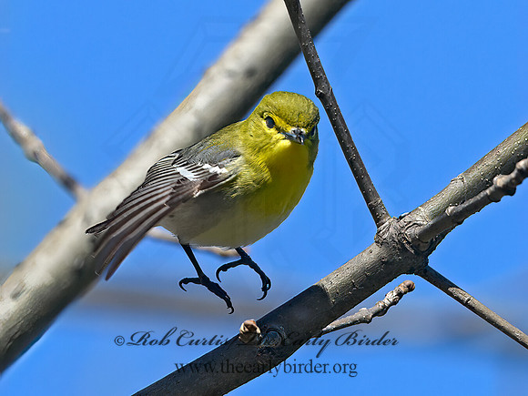 Vireo flavifrons  YELLOW-THROATED VIREO 1301859z