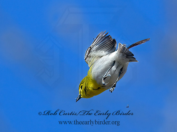 Vireo flavifrons  YELLOW-THROATED VIREO 1301865z