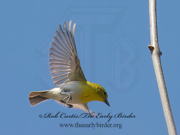 Vireo flavifrons  YELLOW-THROATED VIREO 9063095z
