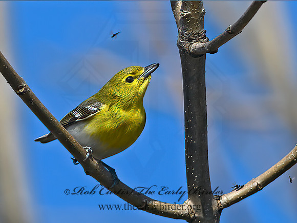 Vireo flavifrons  YELLOW-THROATED VIREO 1302074z