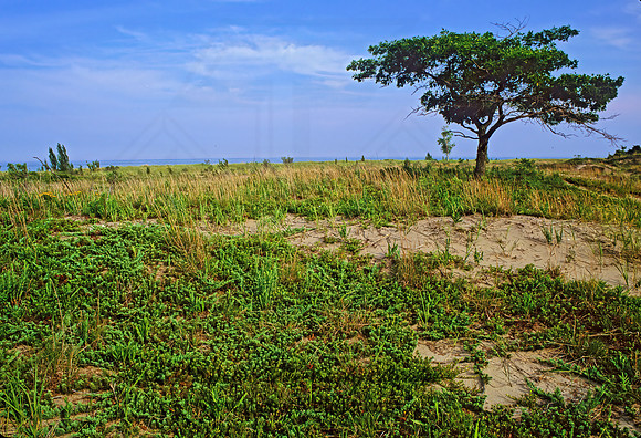 DUNES SCENE 282918z
