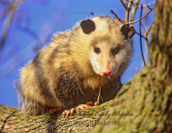 Didelphis virginiana  VIRGINIA OPOSSUM 245905z