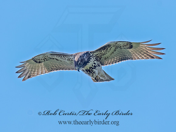Buteo jamaicensis RED-TAILED HAWK 3047205 (1)