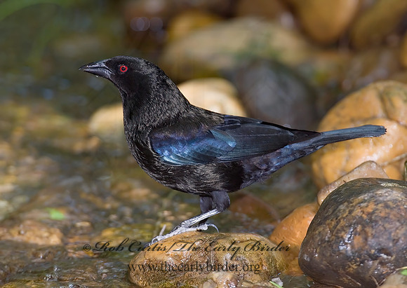 Molothrus aeneus  BRONZED COWBIRD 6023609z