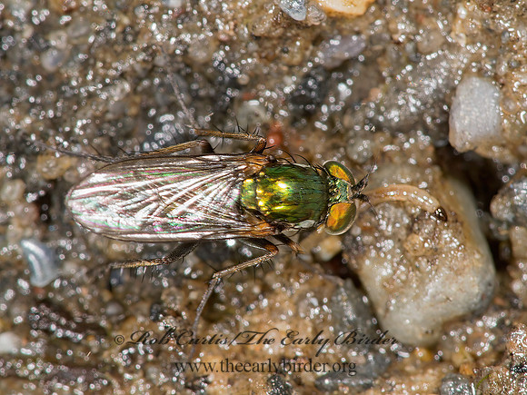 Dolichopus xanthocnemus, albiciliatus or setifer 9003404 z