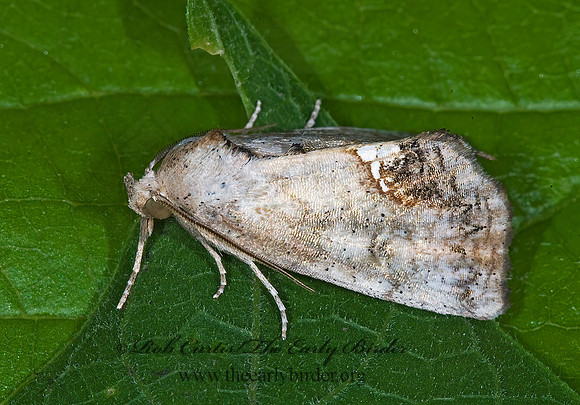 Hypsoropha hormos  SMALL NECKLACE MOTH 7003484z