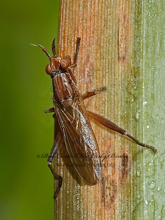 Sepedon tenuicornis  MARSH FLY 5002484z