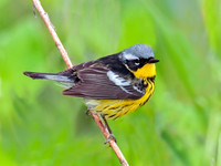 Setophaga magnolia MAGNOLIA WARBLER 3007966z