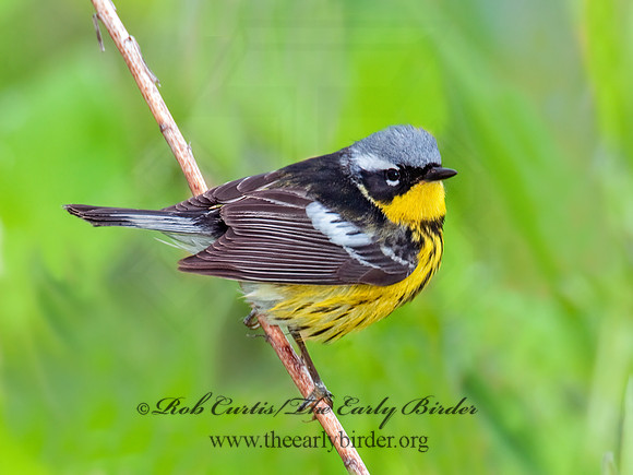 Setophaga magnolia  MAGNOLIA WARBLER 3007966z