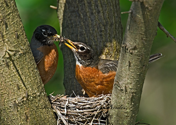 Turdus migratorius  AMERICAN ROBIN 6005584z