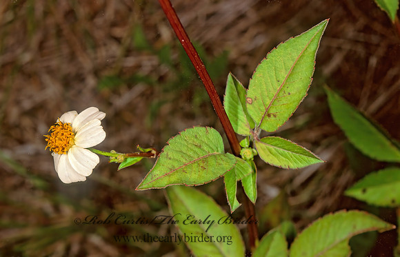 Bidens alba  BEGGARTICKS 244027z
