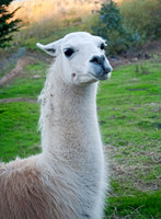 Lama glama  LLAMA 8019924z