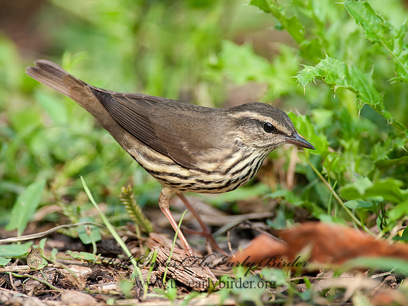 Parkesia noveboracensis  NORTHERN WATERTHRUSH 8029025z