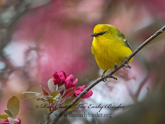 Vermivora cyanoptera  BLUE-WINGED WARBLER 9030113z